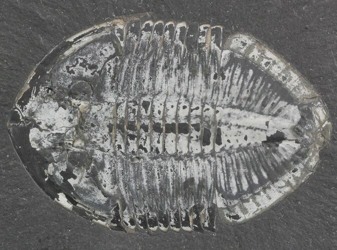 Pseudogygites Trilobite - Ontario #42802